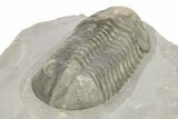 Small-Eyed Struveaspis Trilobite - Jorf, Morocco #273391-3